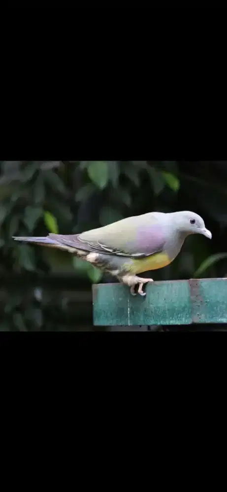 merpati hias punai sepasang