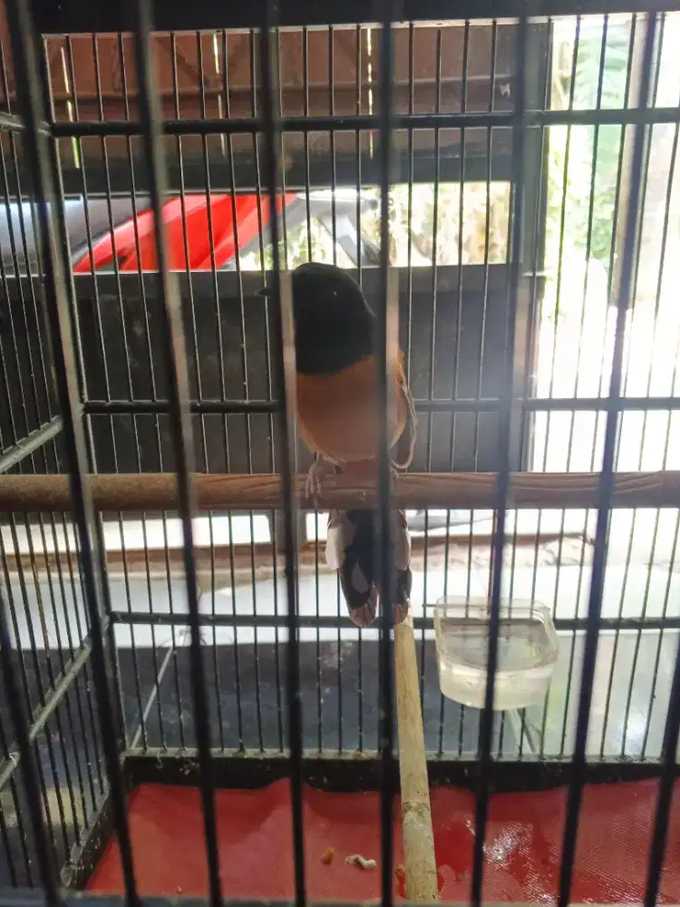 Dijual Burung Murai Balak