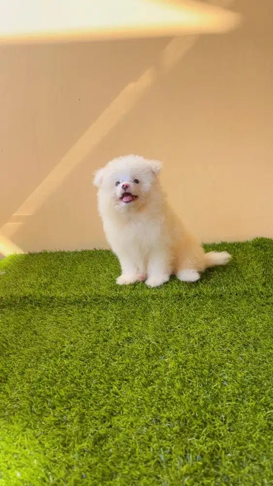Puppy Bichon mix Supermini Pomeranian snow white
