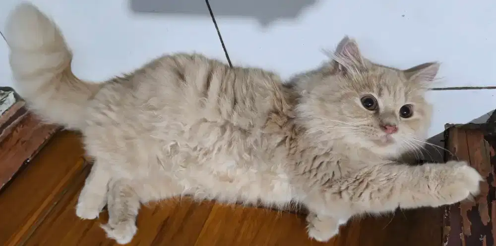 Kucing Persia Mix Himalaya Oren Ganteng Laki2 8bln Lucu Sehat Gembul