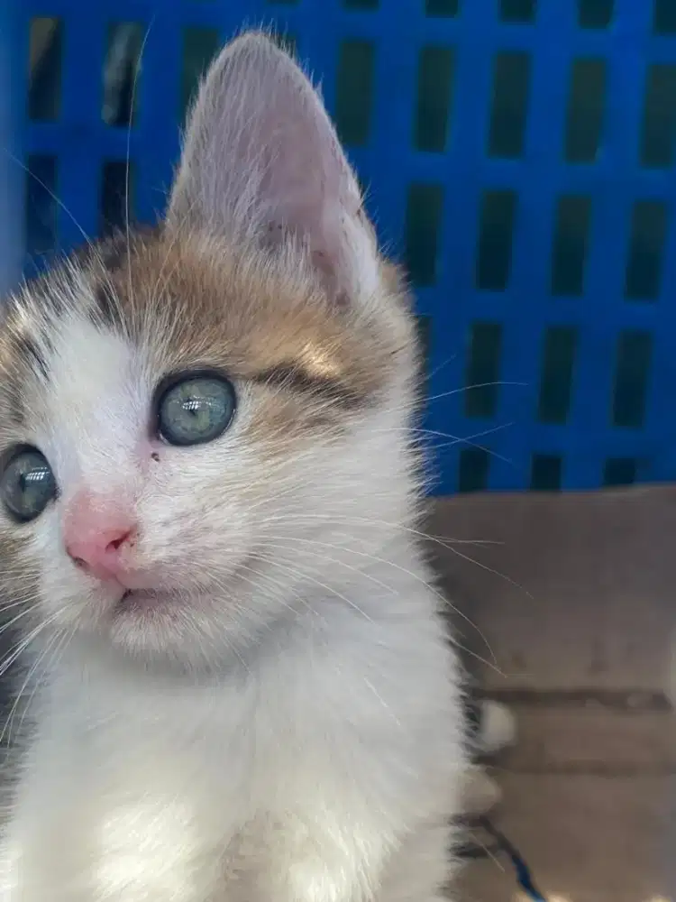 Anakan kucing lucu