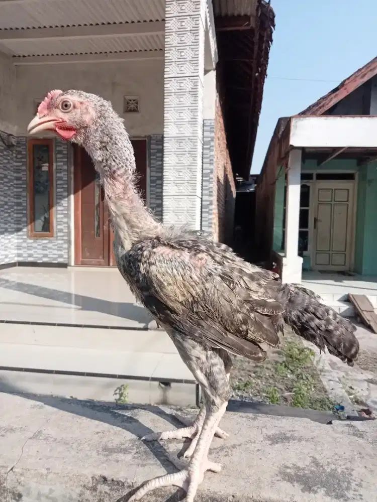 Ayam peluang betina warna bagus umur 3 bulan