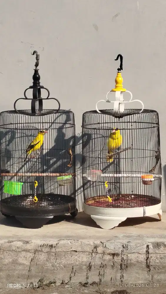 Kepodang jawa gacor atas bawah sepasang siap masuk kandang aviary