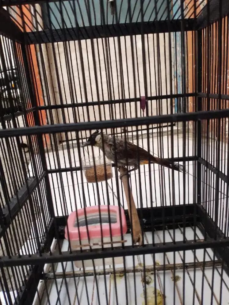 Burung kutilang fullset burung gacor