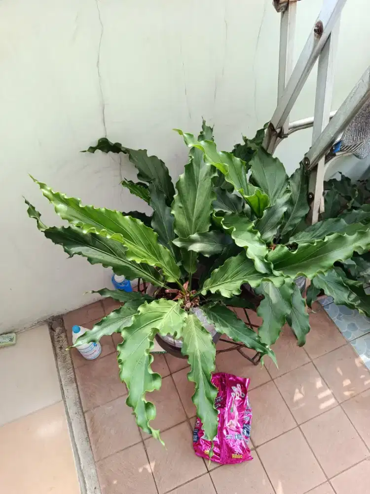 Tanaman Hias Aglonema