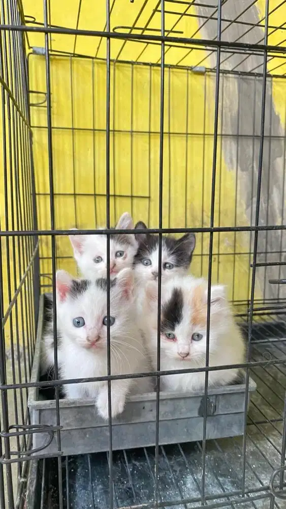 Open adopt kitten 1Bulan