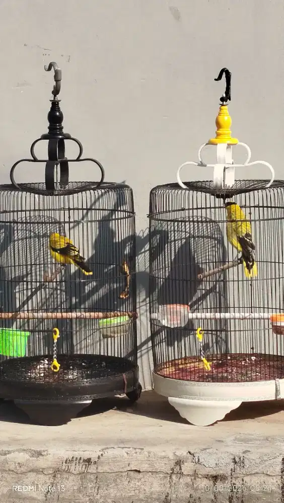Burung kepodang lokal jawa gacor atas bawah sejoli siap masuk aviary