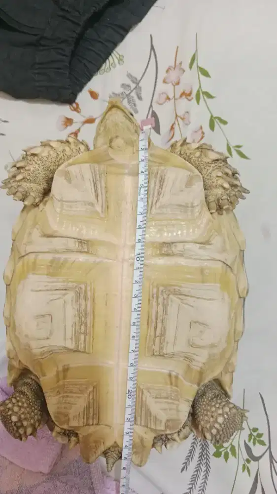 Sulcata 25cm lebih dikit.