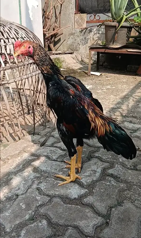 Ayam Bangkok Muda