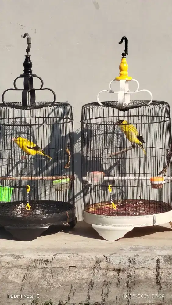 Kepodang jawa sejoli gacor atas bawah siap masuk kandang aviary