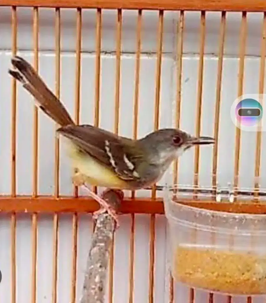 Burung ciblek semi gacoran