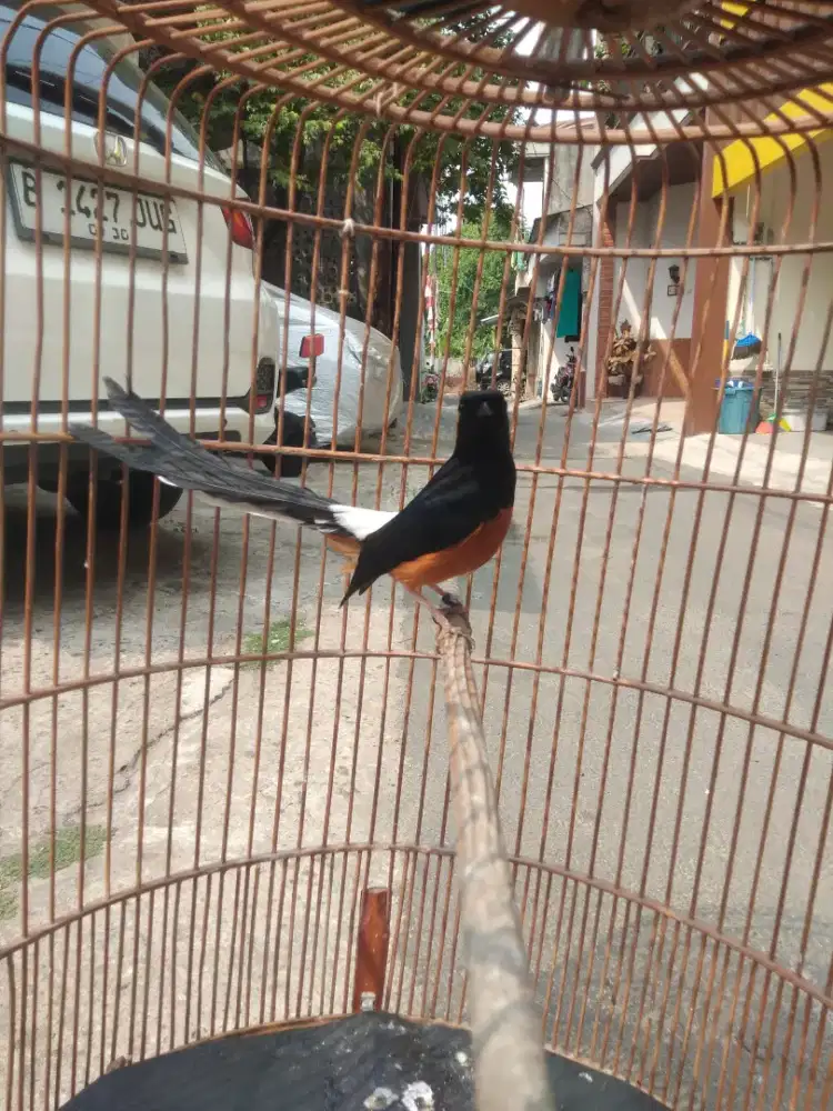 Murai medan ring cilacap gacor dorr