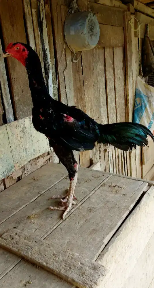 Ayam pakoy umur 7 bln