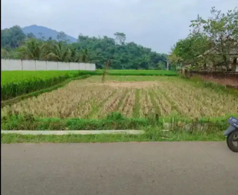 Dijual Sawah Produktif pinggir Jalan Desa. Harga tercantum pertumbak