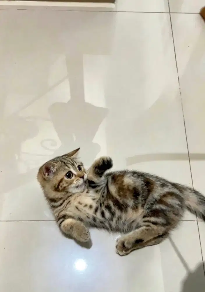 Munchkin mix bsh brown tabby
