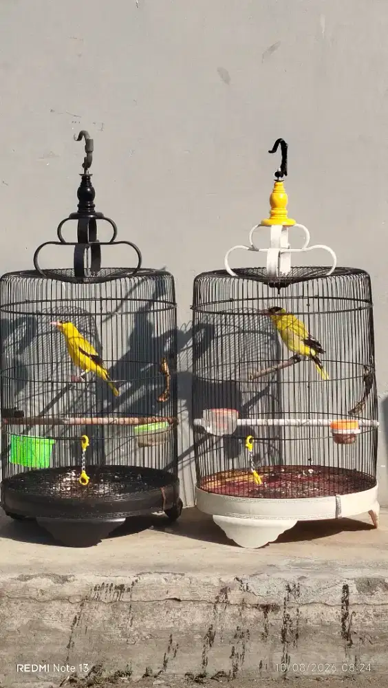 Burung kepodang jawa gacor atas bawah sejoli siap masuk kndang aviary