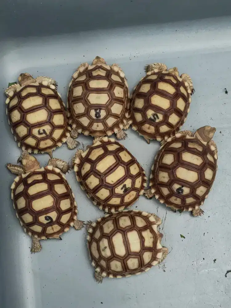 sulcata dotless cerah 6-6,5cm - mulus no minus