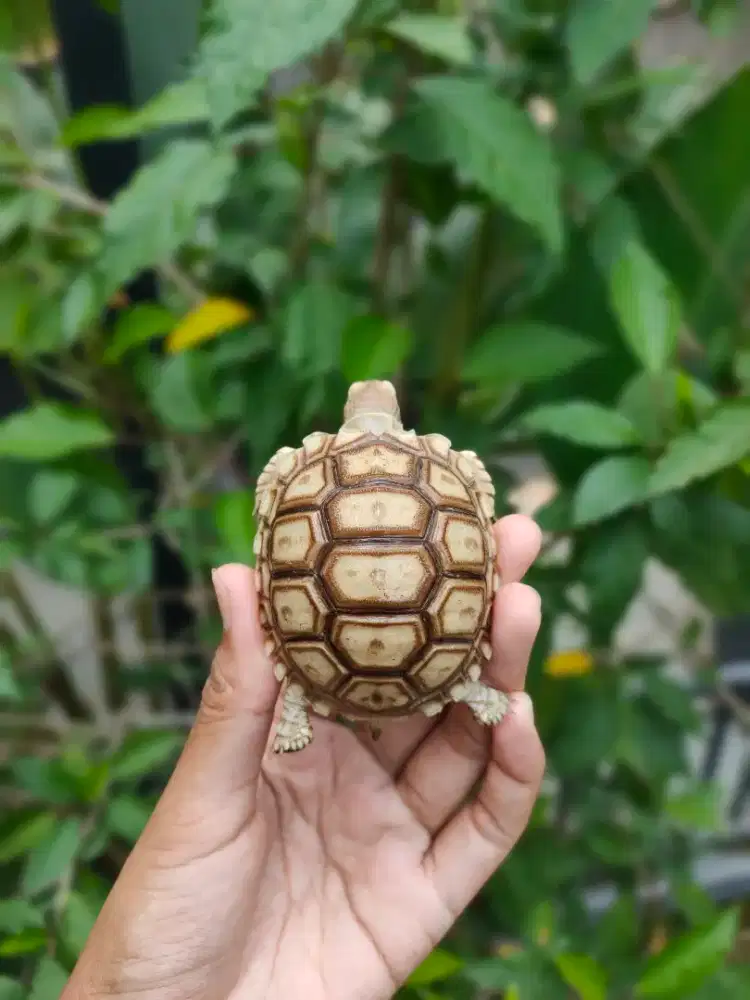 baby sulcata 6cm ++ makan rakus doyan pelet