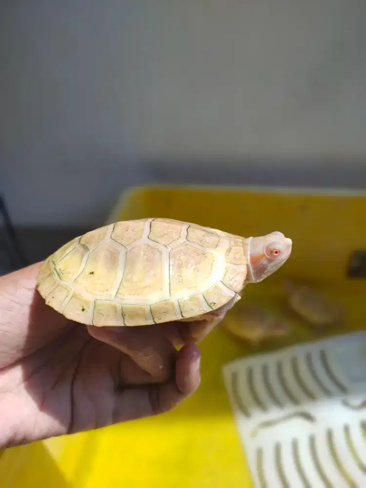 kura air res albino baby 6-9cm