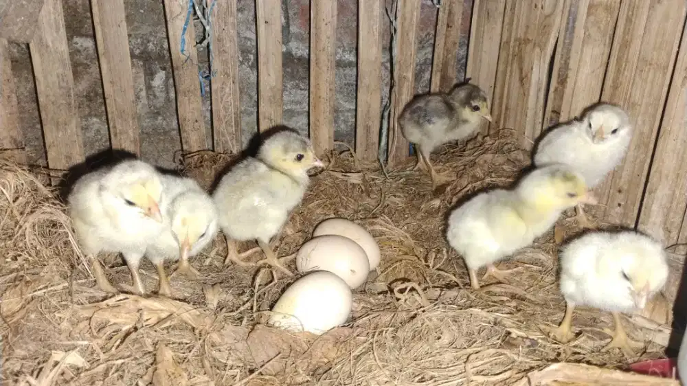 Ayam Kampung  / Jago / Anakan / Induk an