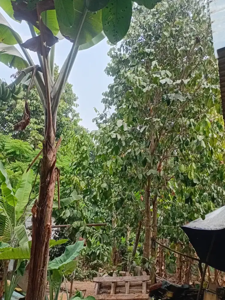 Menjual 20 Pohon siap Tebang