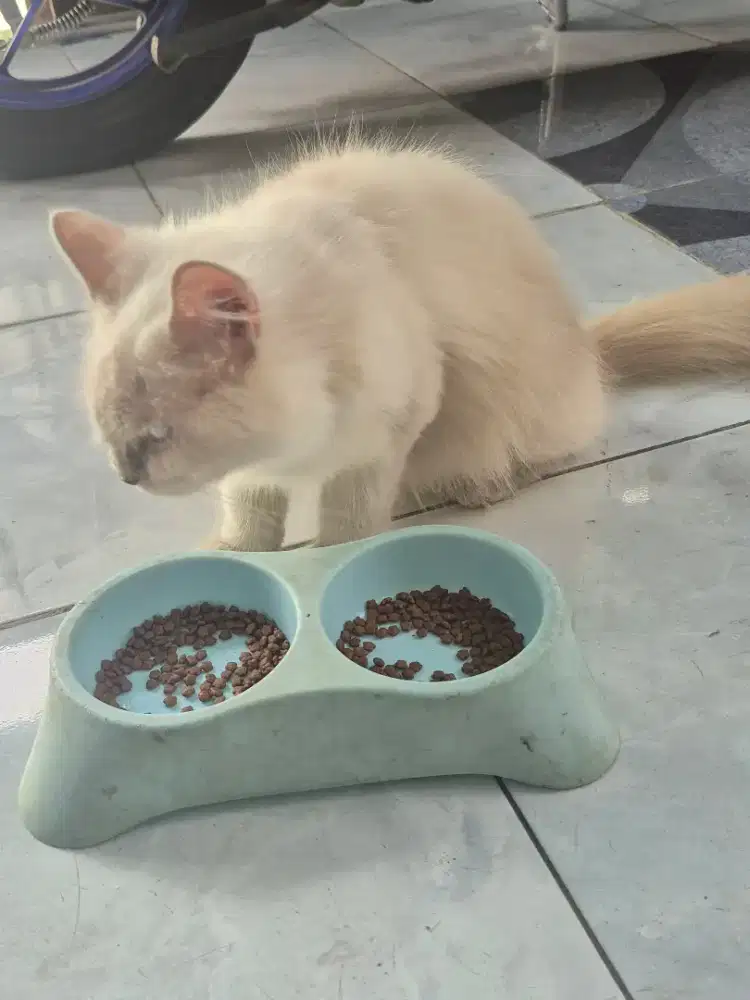 Kucing Himalaya
