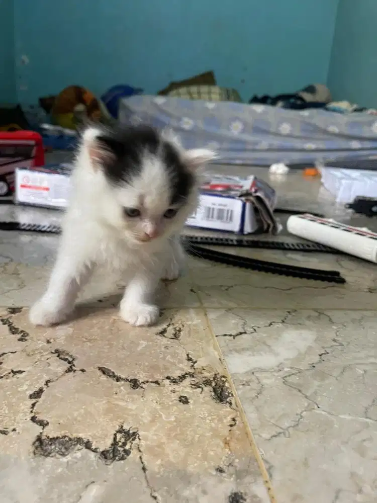 Kitten Bsh scoties