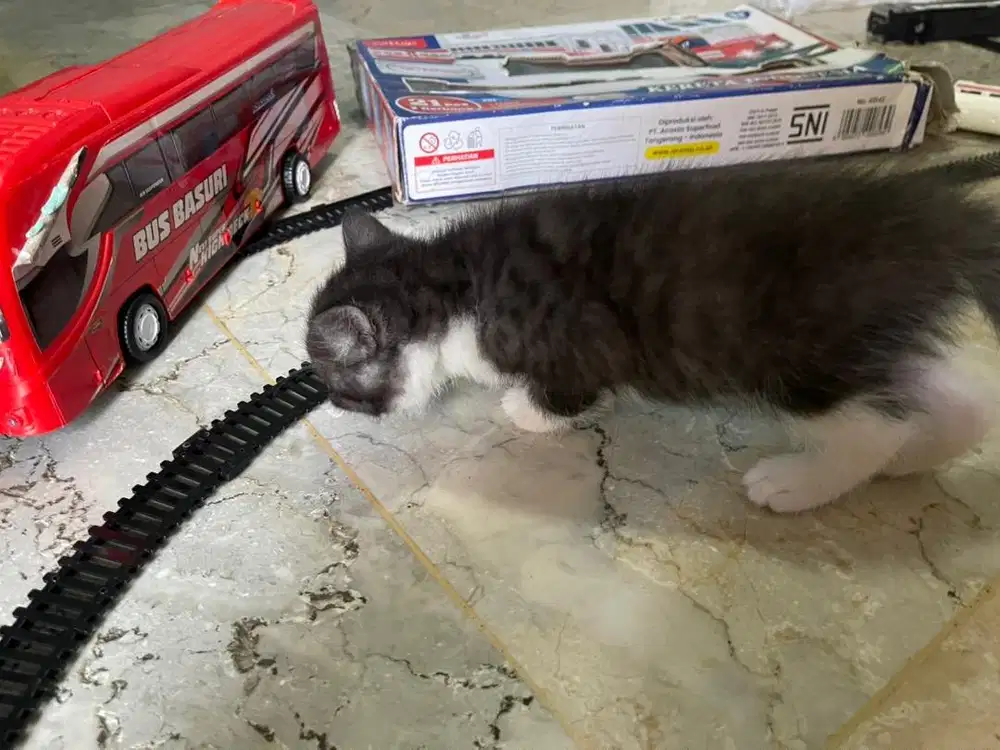 Kitten Bsh scoties