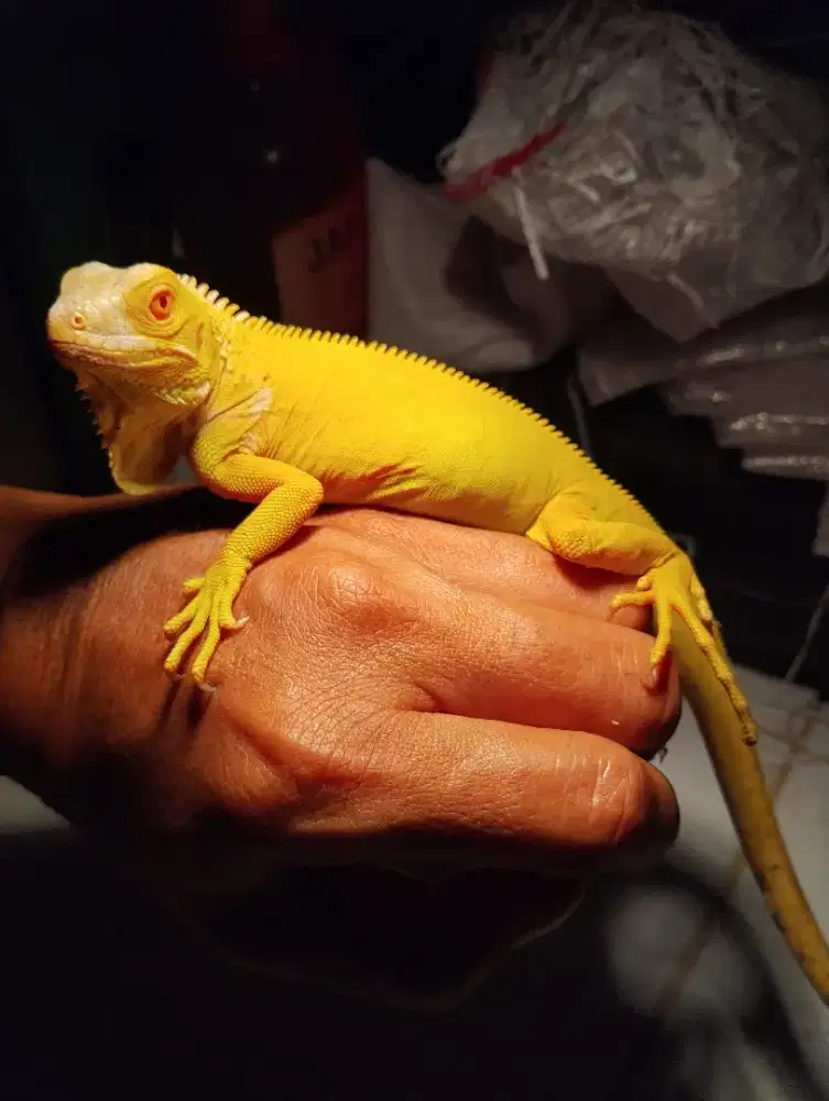 Iguana albino red