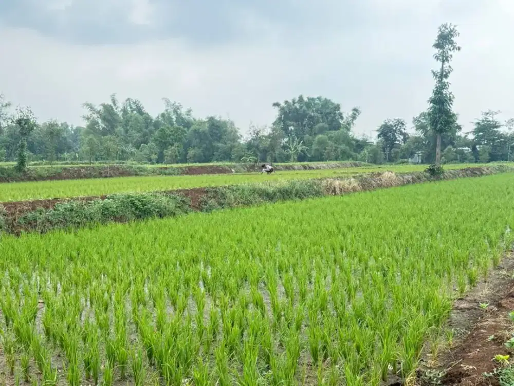 Dijual Tanah di Kertosari Kecamatan Purwosari Kab Pasuruan