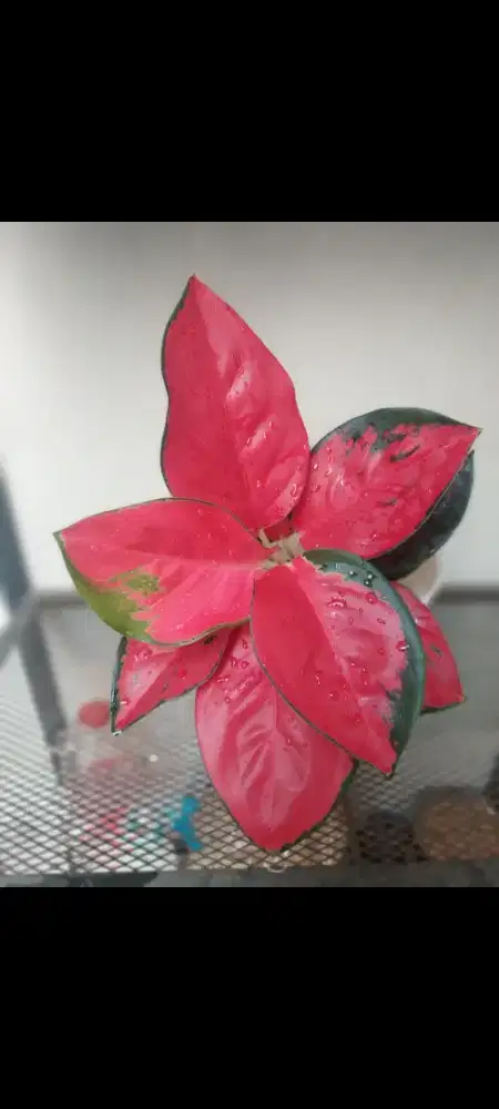 Aglonema cantik