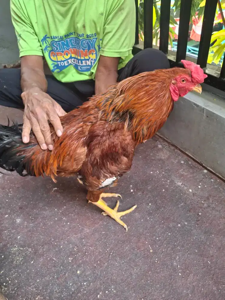 Ayam kampung, sehat & gemuk