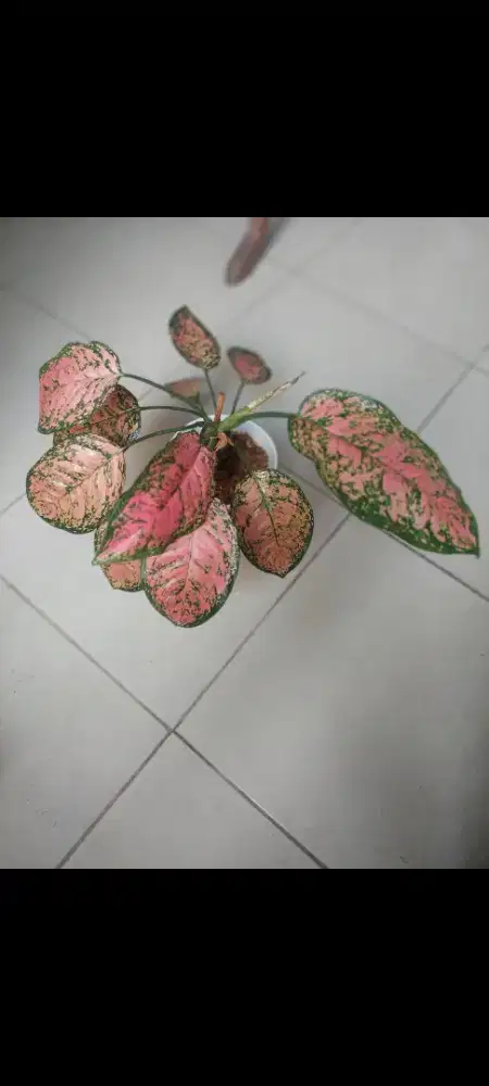 Aglonema cantik