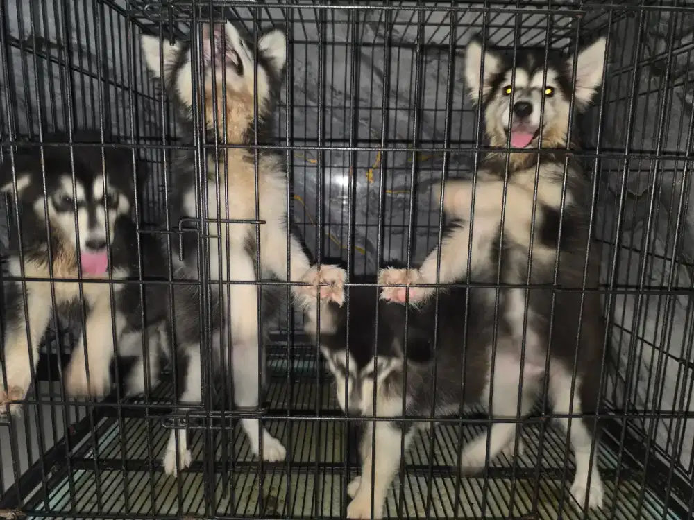 Alaska malamute