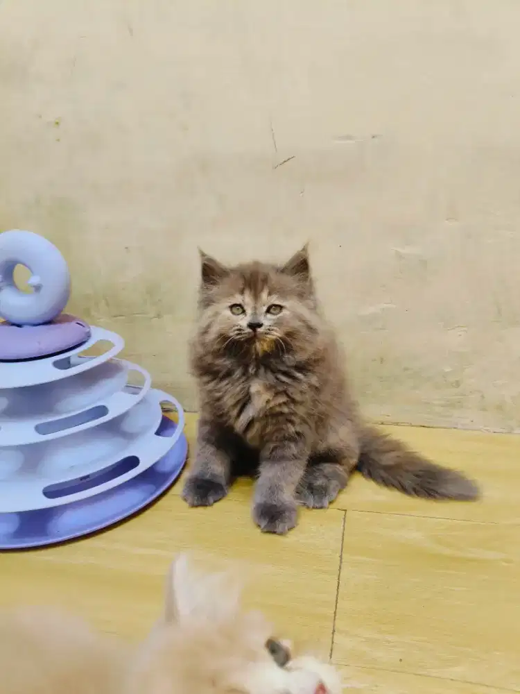 Kitten Abu tortie