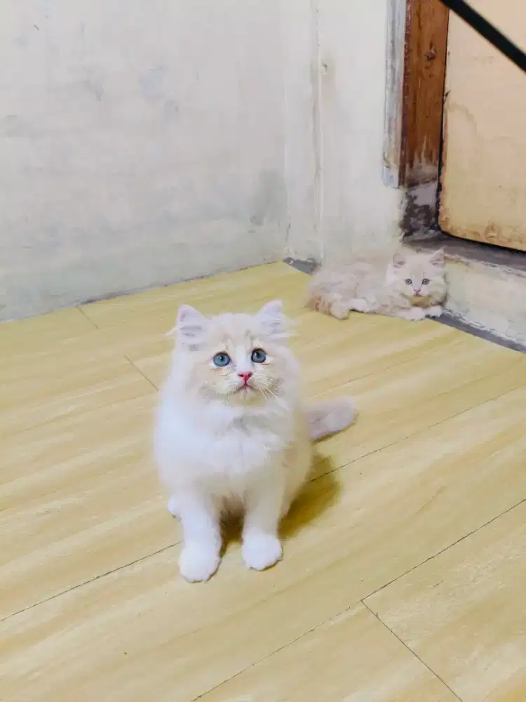 Kitten Persia cream putih