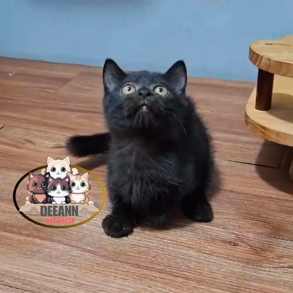 Munchkin BSH Black Hitam Solid