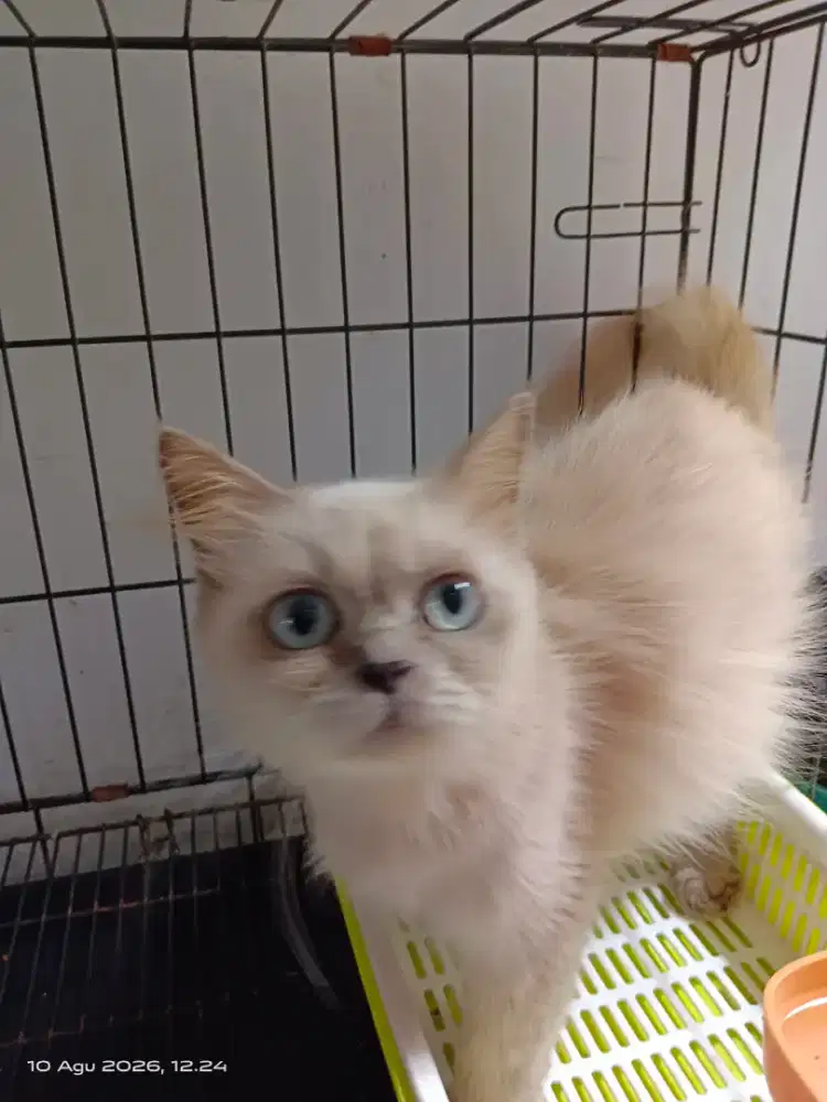 Kucing Himalaya betina