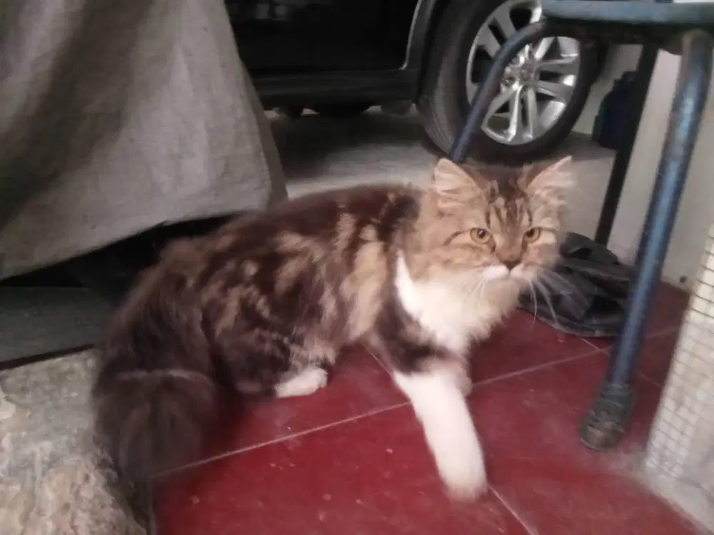 Kucing Persia Betina