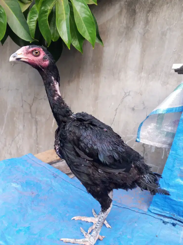 Ayam Bangkok pakoy betina usia 5 bulan