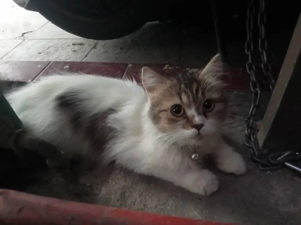 Kucing Persia mix Peaknose
