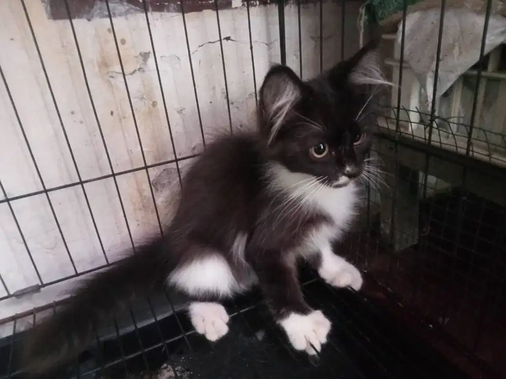 Anak Kucing Persia