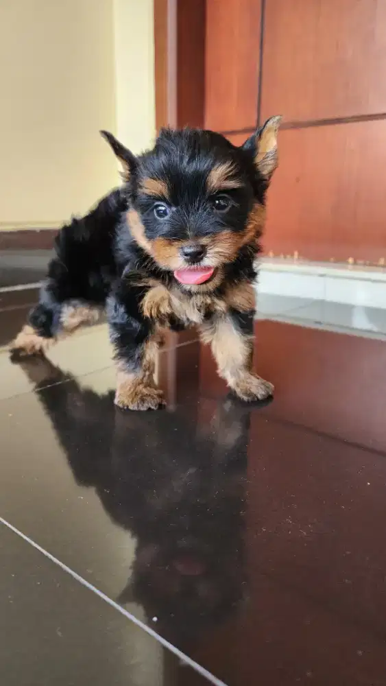 Dijual anakan yorkshire terrier