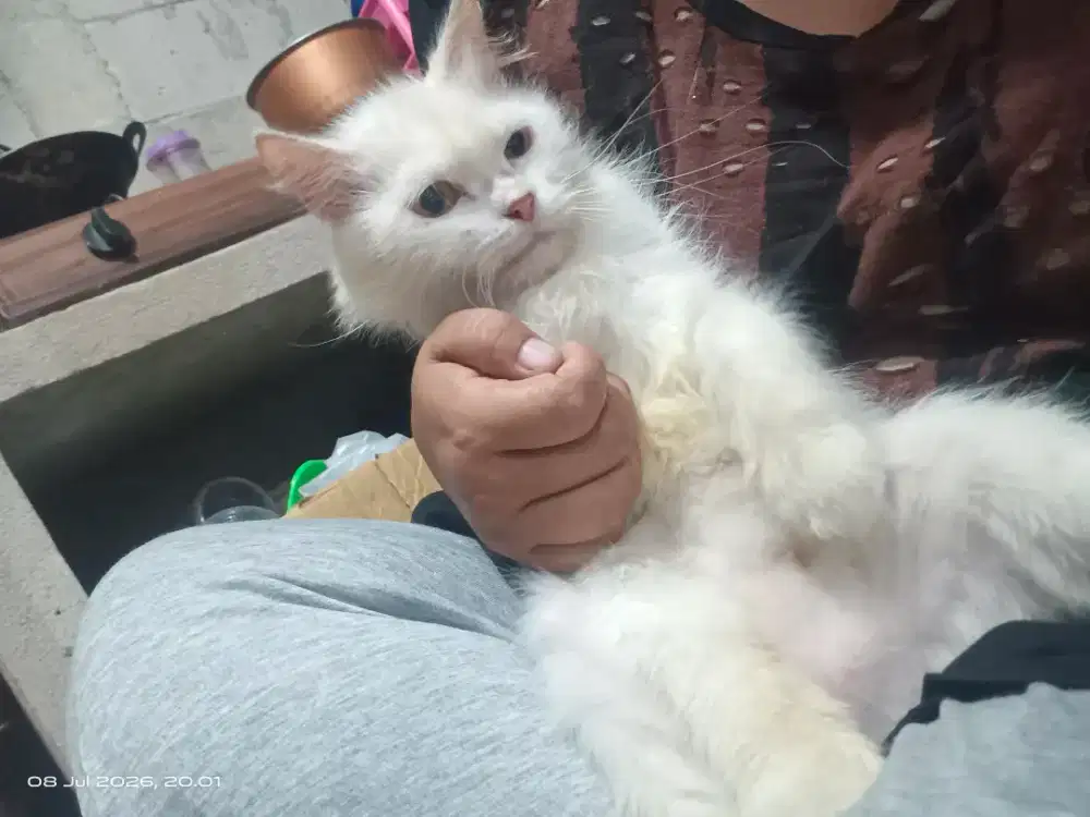 Kucing Persia betina
