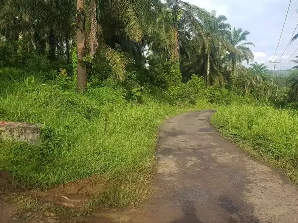 Tanah Dijual di lebak 3 Ha Cocok untuk Kandang Ayam