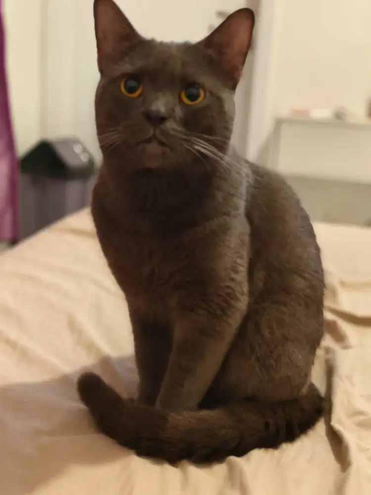 BSH Jantan, bloodline Impor