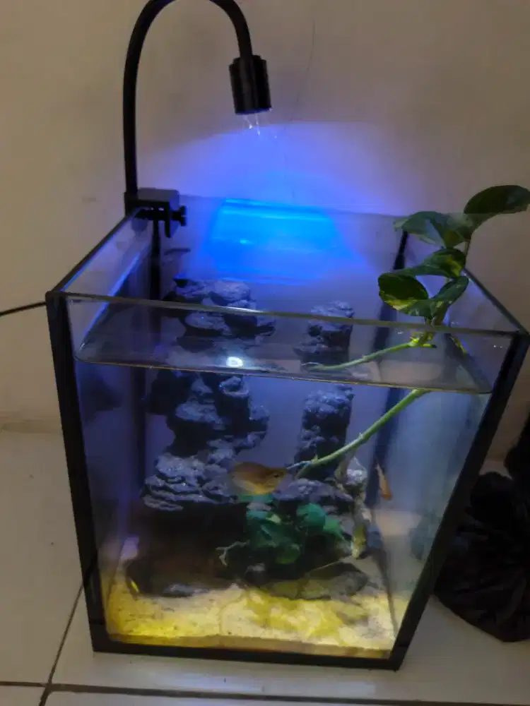 Aquarium/aquascape mini bonus ikan