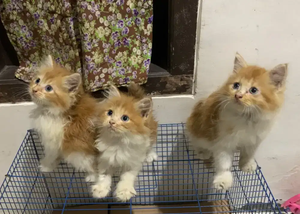 Kitten Persia Longhair