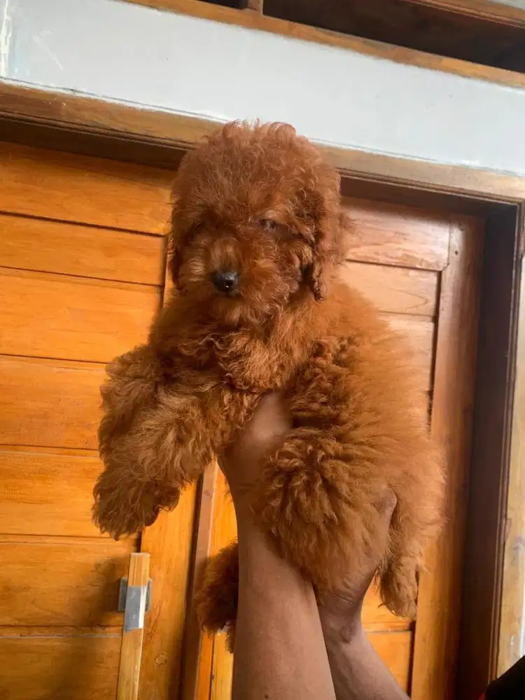 Red poodle jantan dan betina super kualitas