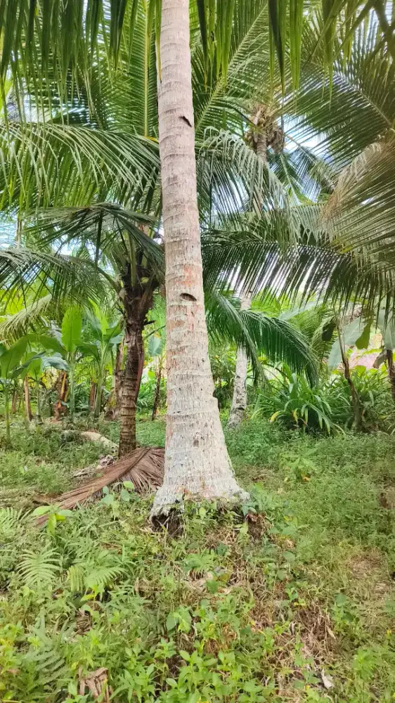 Jual Tanah (Luas 17.390 M2) {Milik Pribadi, tanpa Makelar}